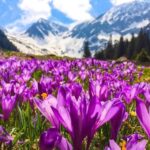 Nubra Valley of flower