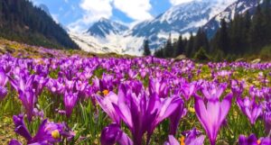 Nubra Valley of flower