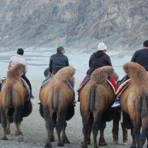 Enchanting Nubra Valley A Journey Through Ladakh’s Hidden Gem